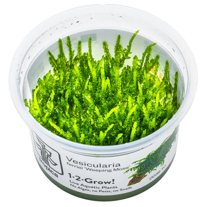 Weeping Moss - Vesicularia ferriei - 1-2-Grow