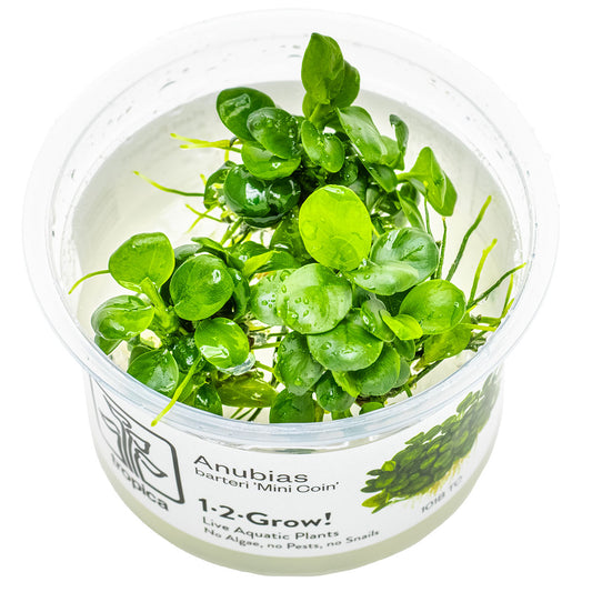 Anubias barteri 'Mini Coin' 1-2-Grow