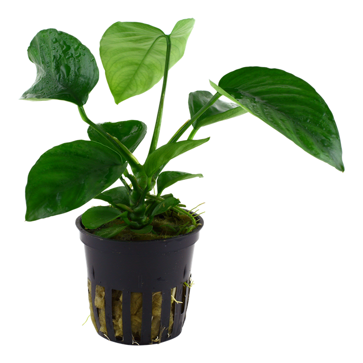 Anubias barteri var. caladiifolia potted
