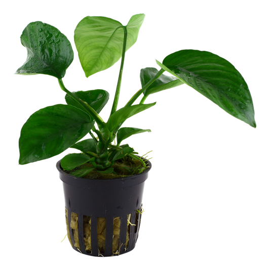 Anubias barteri var. caladiifolia potted