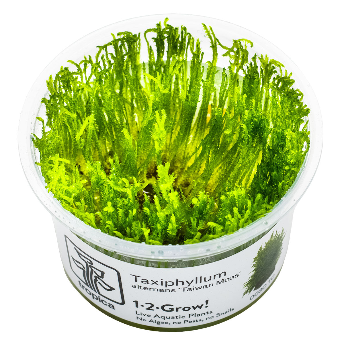 Taxiphyllum alternans 'Taiwan Moss' 1-2-Grow