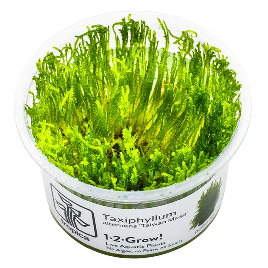 Taxiphyllum alternans 'Taiwan Moss' 1-2-Grow