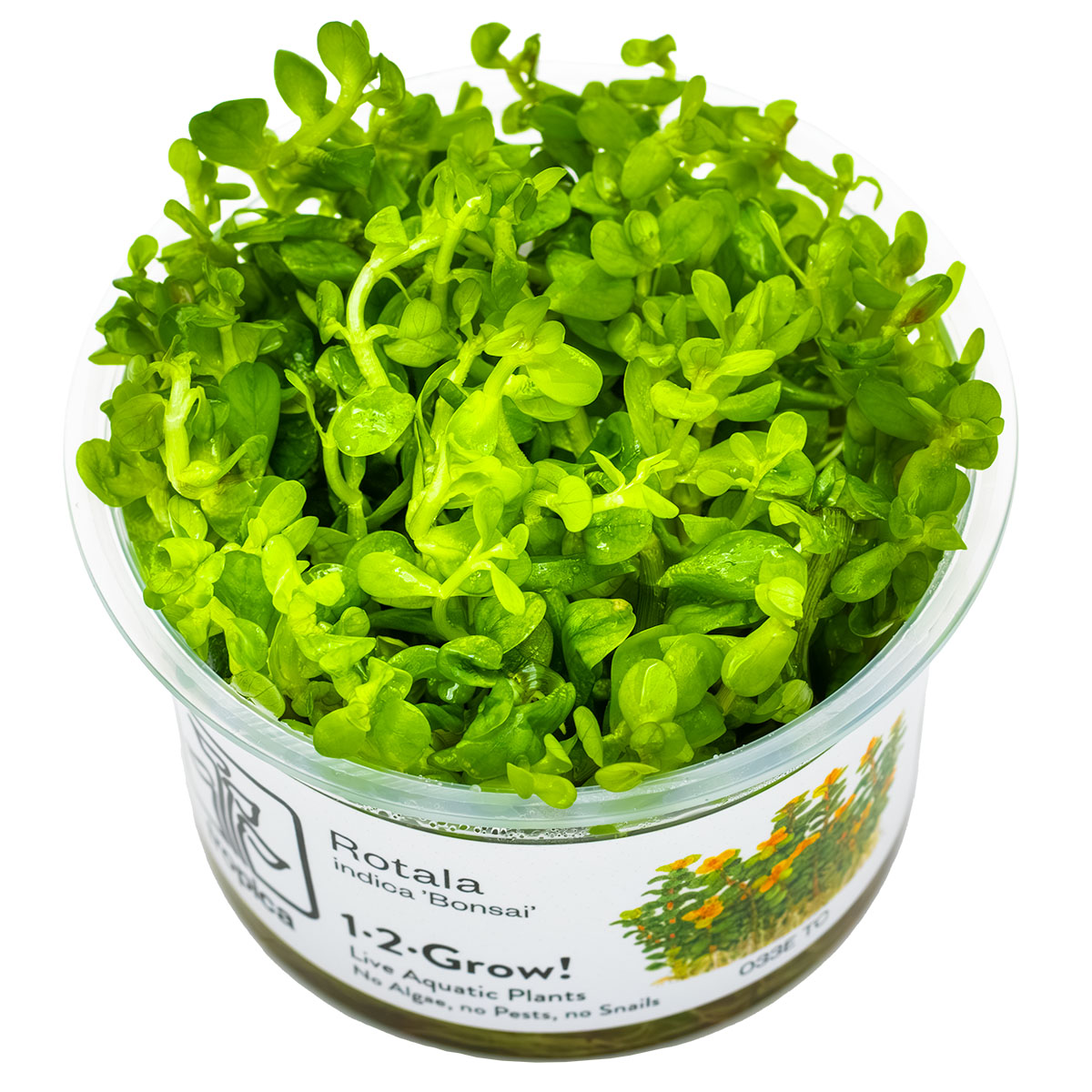 Rotala indica 'Bonsai' 1-2-Grow