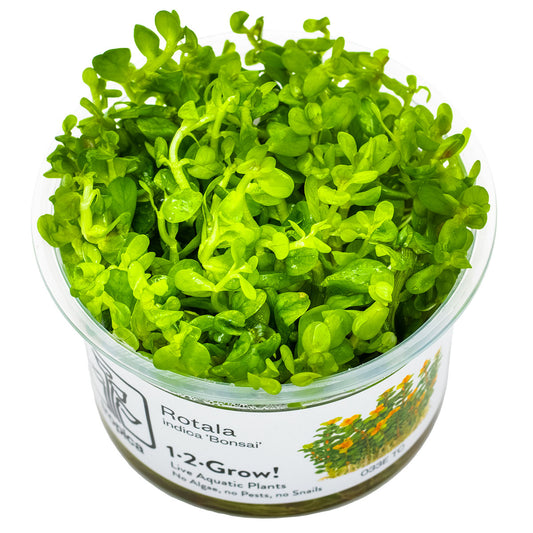 Rotala indica 'Bonsai' 1-2-Grow