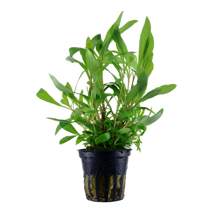 Hygrophila corymbosa 'Siamensis' potted