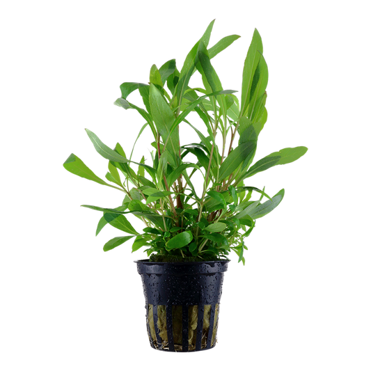 Hygrophila corymbosa 'Siamensis' potted