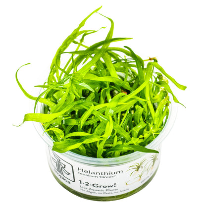 Helanthium tenellum 'Green' 1-2-Grow