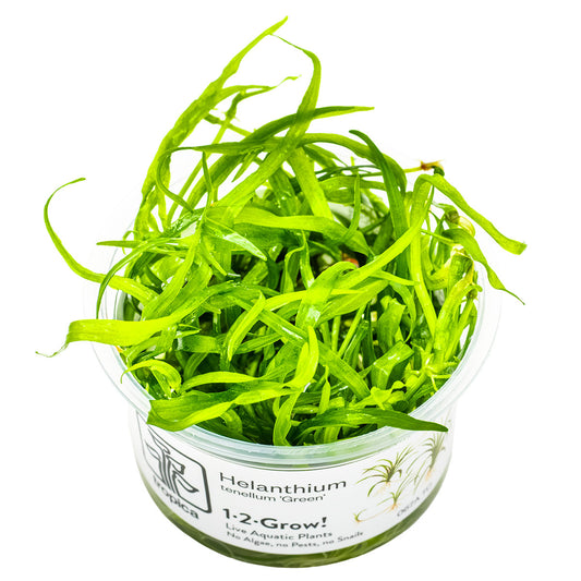 Helanthium tenellum 'Green' 1-2-Grow