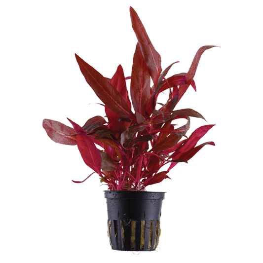 Alternanthera reineckii 'Rosanervig' potted