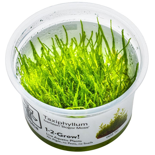 Taxiphyllum barbieri 'Bogor Moss' ' 1-2-Grow
