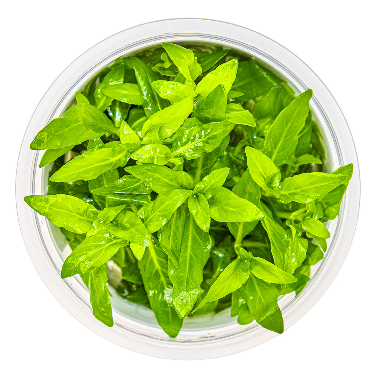 Staurogyne Repens - Aquatic Plants - 1-2-Grow Plants