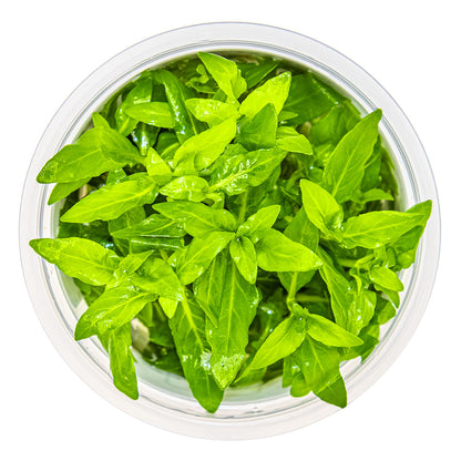 Staurogyne Repens - Aquatic Plants - 1-2-Grow Plants