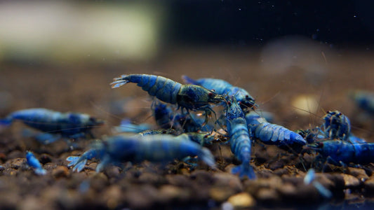 Very Blue Bolt - Blue Shrimp - Freshwater Shrimp