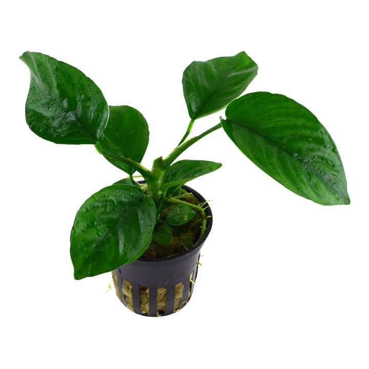 Anubias barteri var. caladiifolia potted