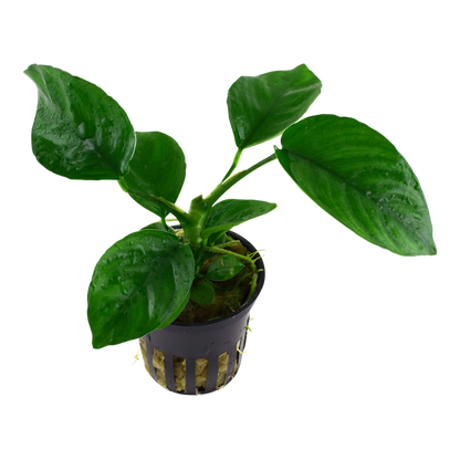 Anubias barteri var. caladiifolia potted