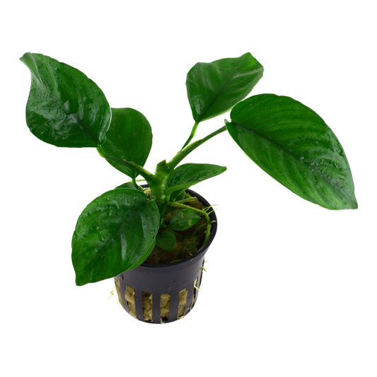 Anubias barteri var. caladiifolia potted