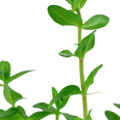 Bacopa caroliniana potted