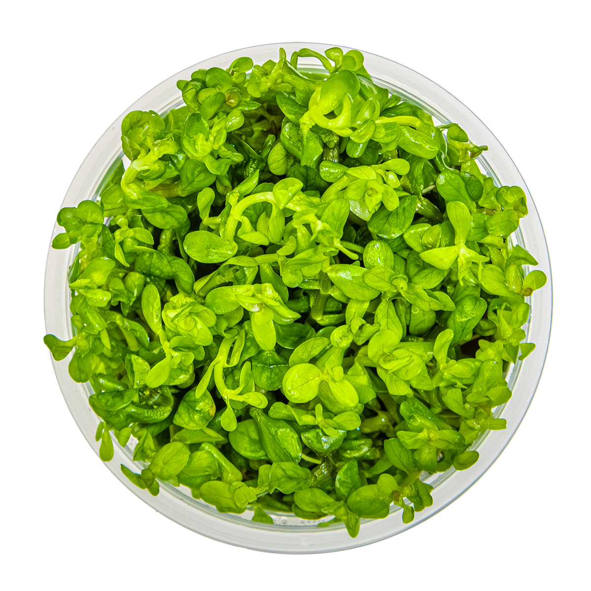 Rotala indica 'Bonsai' 1-2-Grow