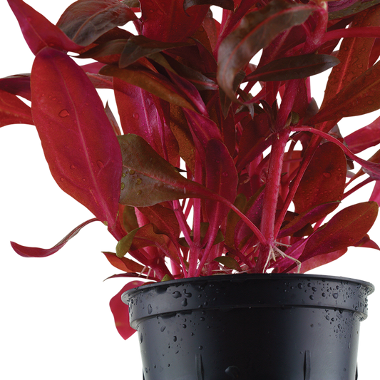 Alternanthera reineckii 'Rosanervig' potted
