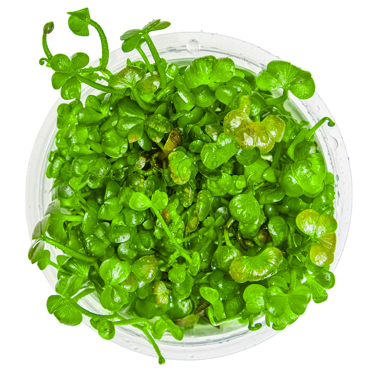 Marsilea hirsuta - 1-2-Grow - Aquarium Ground Cover