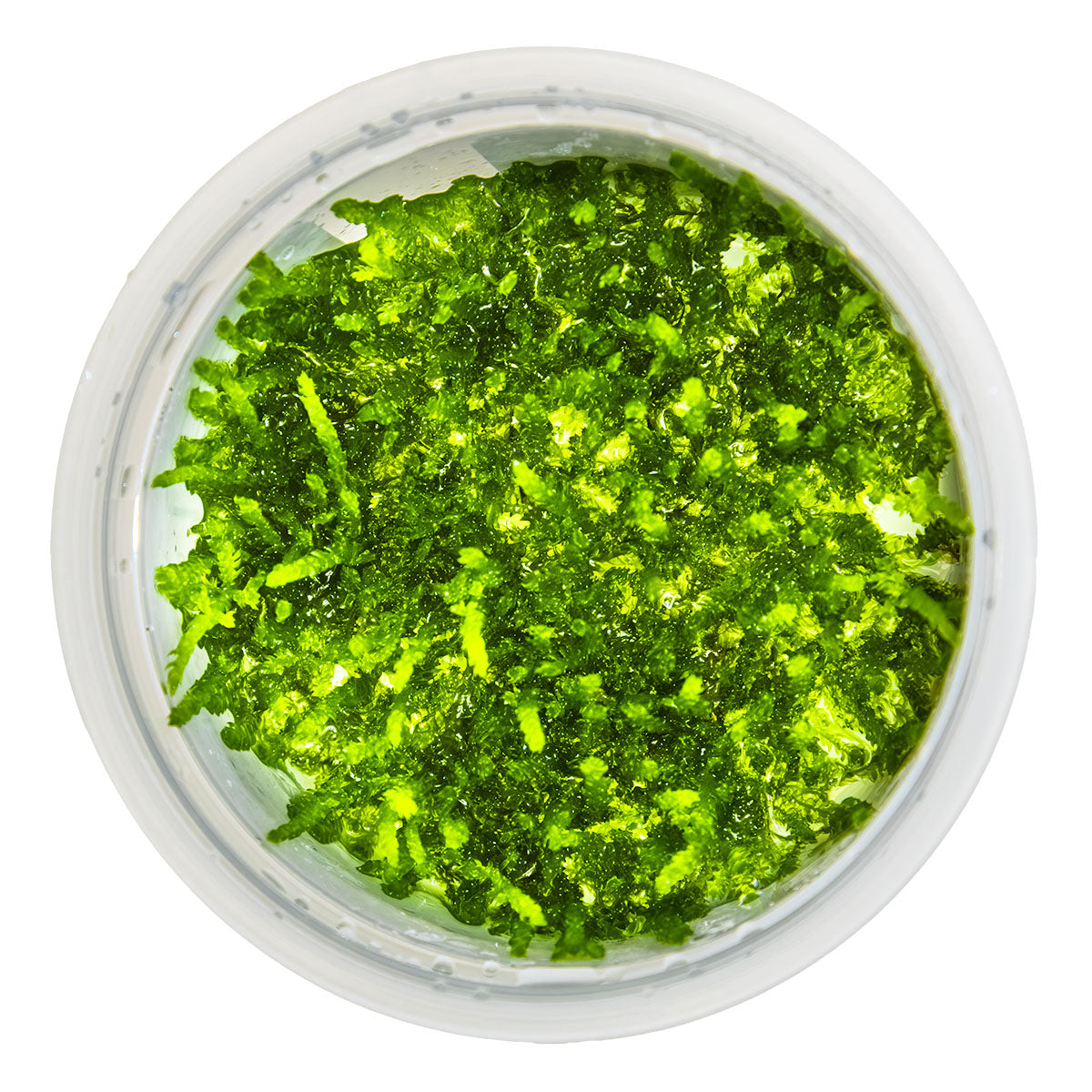 Weeping Moss - Vesicularia ferriei - 1-2-Grow