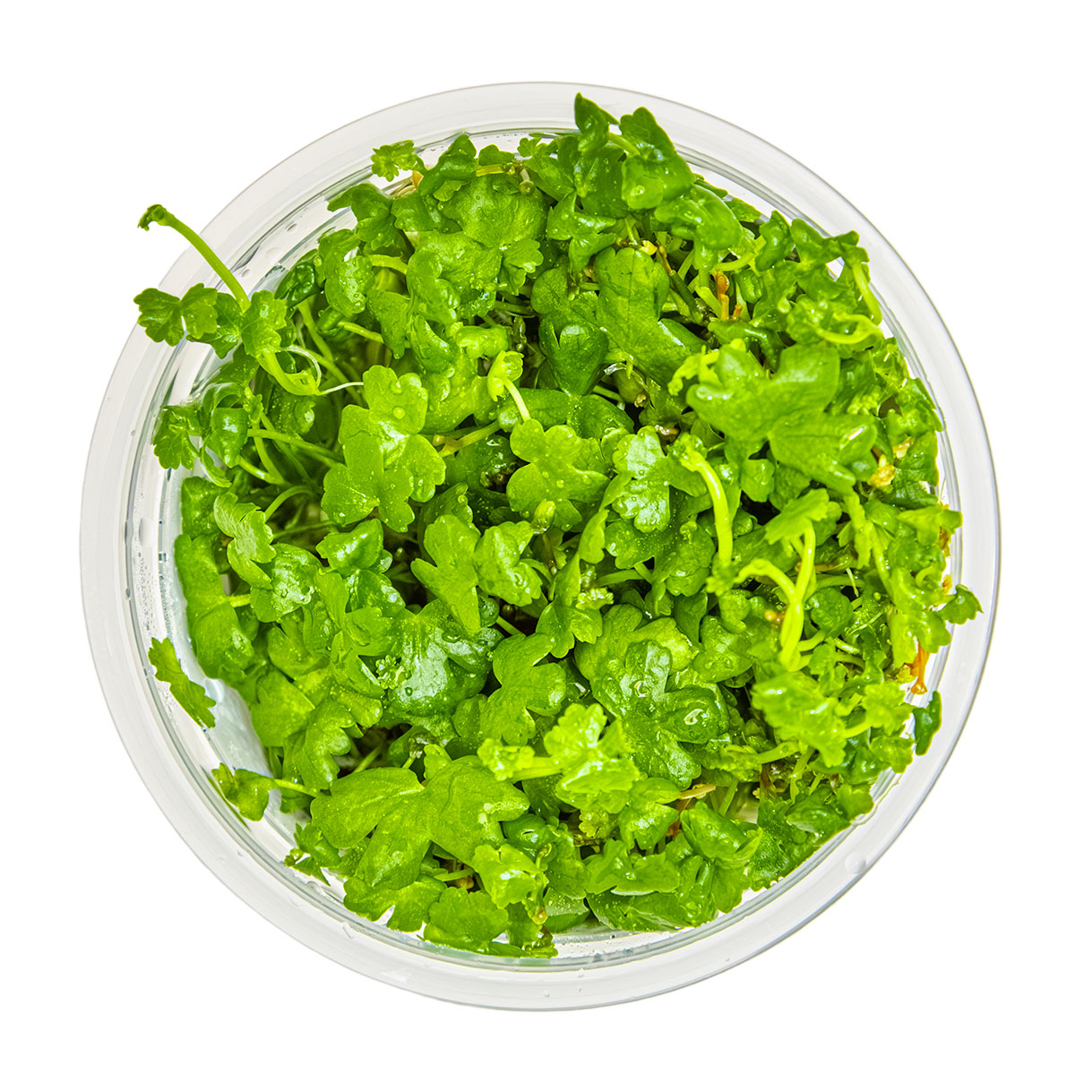 Hydrocotyle tripartita - 1-2-Grow - Aquarium Ground Cover