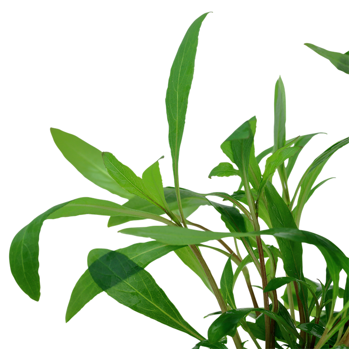 Hygrophila corymbosa 'Siamensis' potted