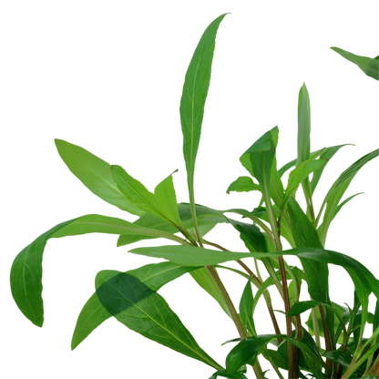 Hygrophila corymbosa 'Siamensis' potted
