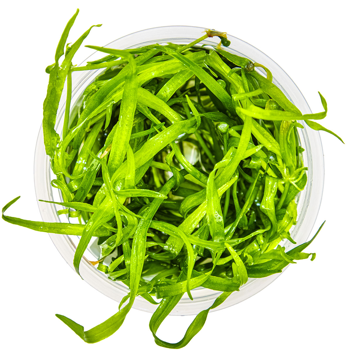 Helanthium tenellum 'Green' 1-2-Grow