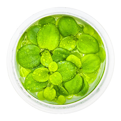 Limnobium laevigatum - Floating Plants - 1-2-Grow Plants