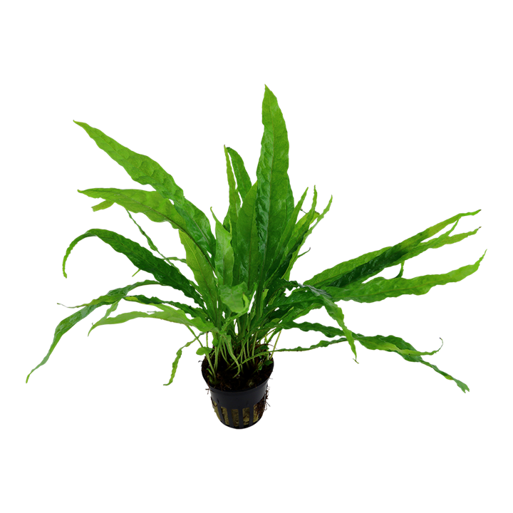 Microsorum pteropus 'Java fern' potted
