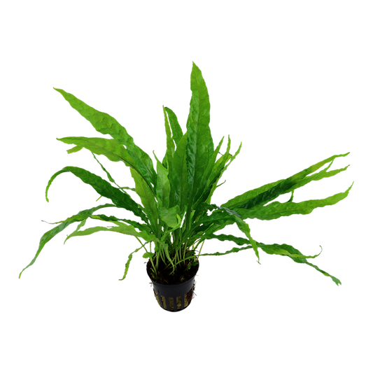 Microsorum pteropus 'Java fern' potted