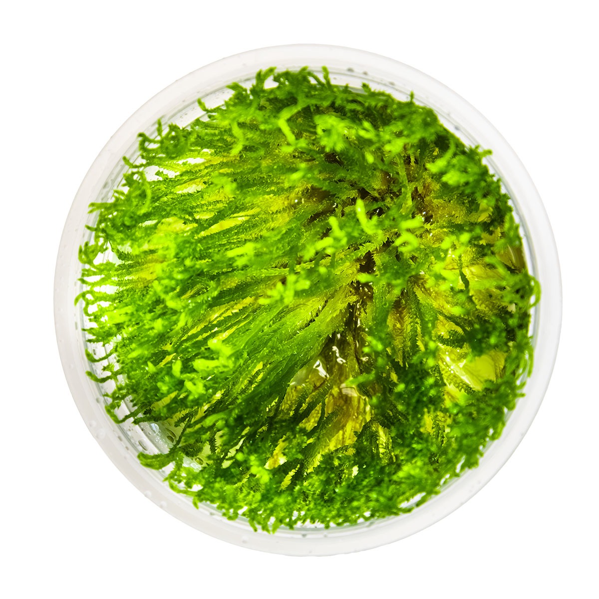 Taxiphyllum alternans 'Taiwan Moss' 1-2-Grow
