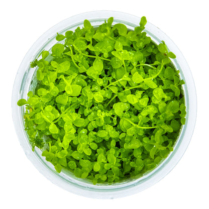 Monte Carlo Plant - Aquatic Ground Cover - 1-2-Grow Plants