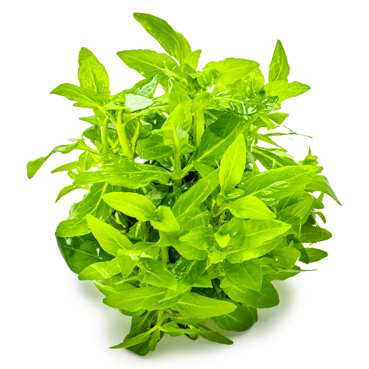 Staurogyne Repens - Aquatic Plants - 1-2-Grow Plants