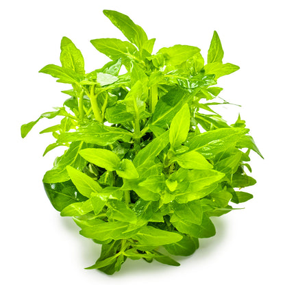 Staurogyne Repens - Aquatic Plants - 1-2-Grow Plants