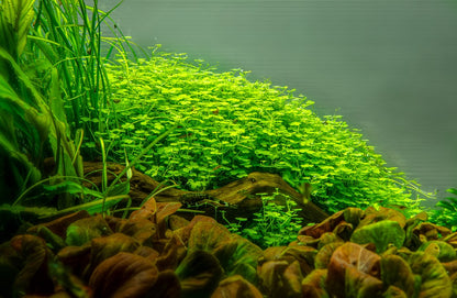 Hydrocotyle tripartita 1-2-Grow