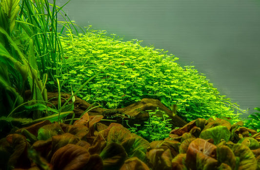 Hydrocotyle tripartita 1-2-Grow