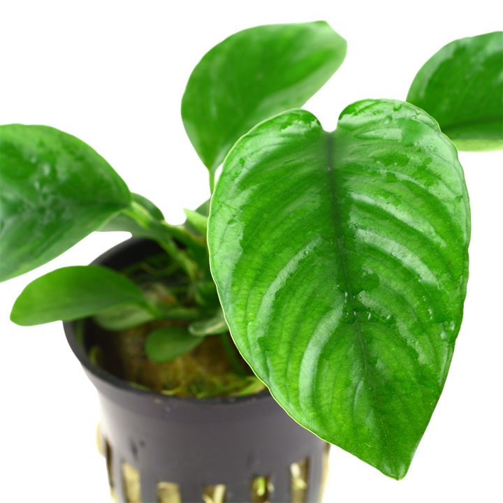Anubias barteri var. caladiifolia potted