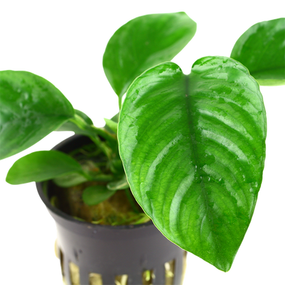Anubias barteri var. caladiifolia potted