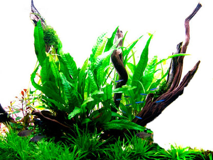 Microsorum pteropus 'Java fern' potted