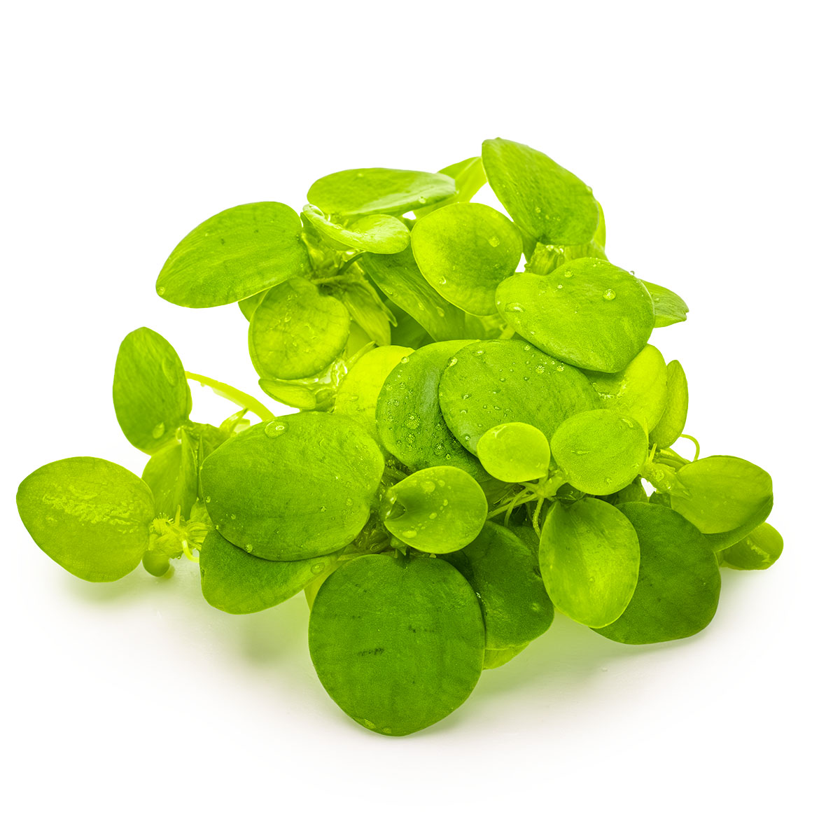 Limnobium laevigatum - Floating Plants - 1-2-Grow Plants