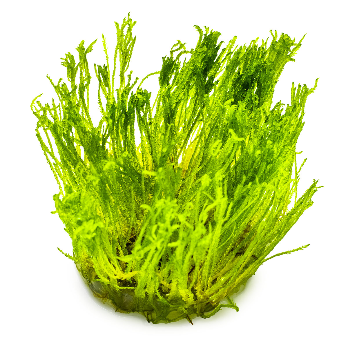 Taxiphyllum alternans 'Taiwan Moss' 1-2-Grow