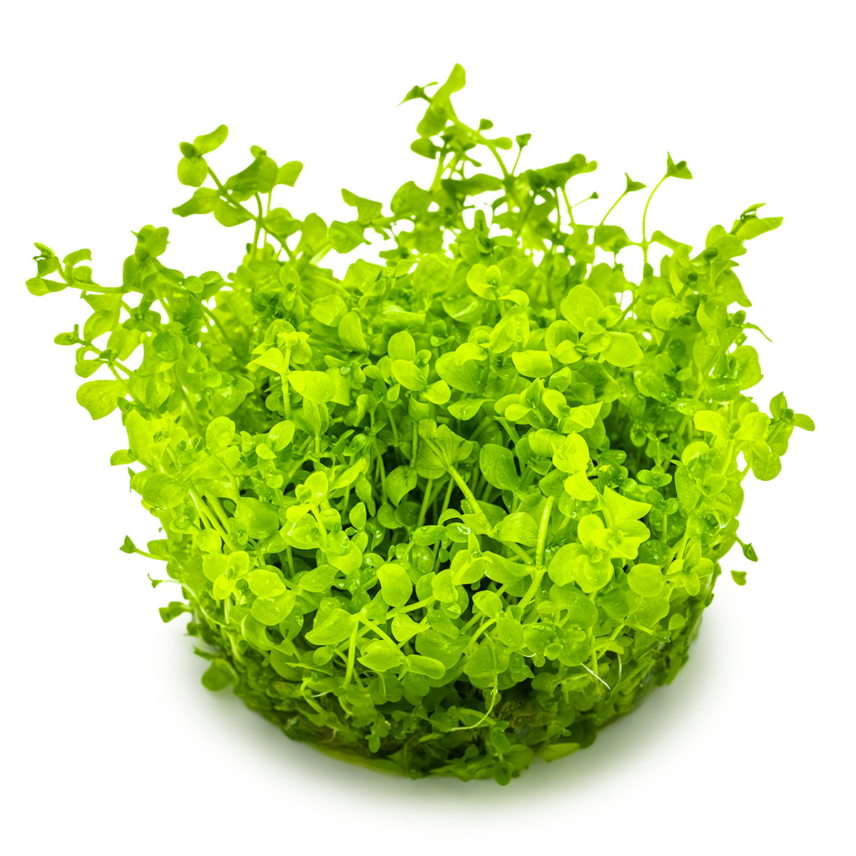 Monte Carlo Plant - Aquatic Ground Cover - 1-2-Grow Plants