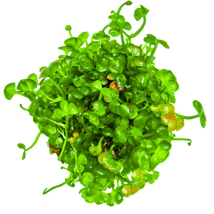 Marsilea hirsuta - 1-2-Grow - Aquarium Ground Cover