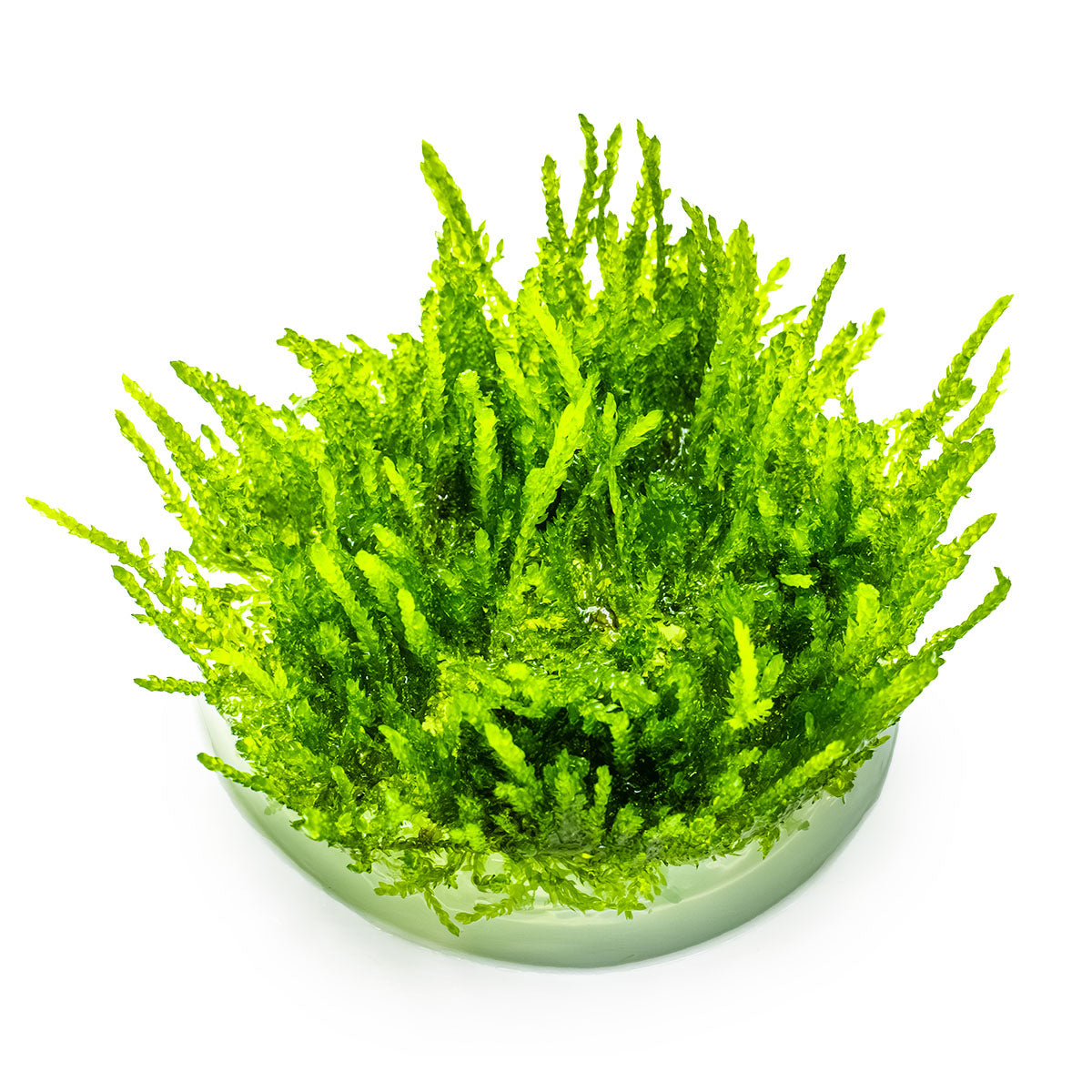 Weeping Moss - Vesicularia ferriei - 1-2-Grow