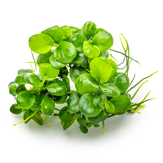 Anubias barteri 'Mini Coin' 1-2-Grow