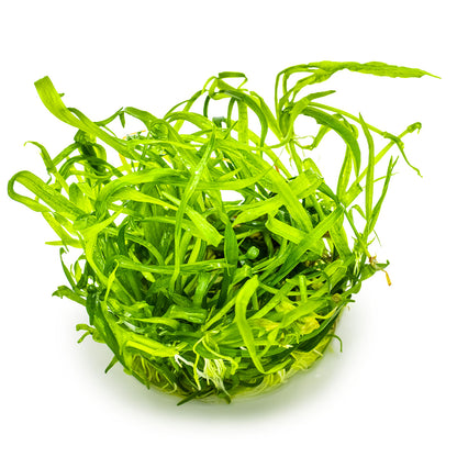Helanthium tenellum 'Green' 1-2-Grow