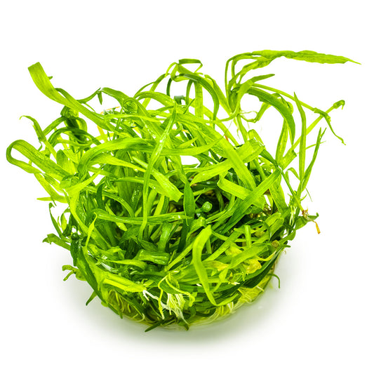 Helanthium tenellum 'Green' 1-2-Grow