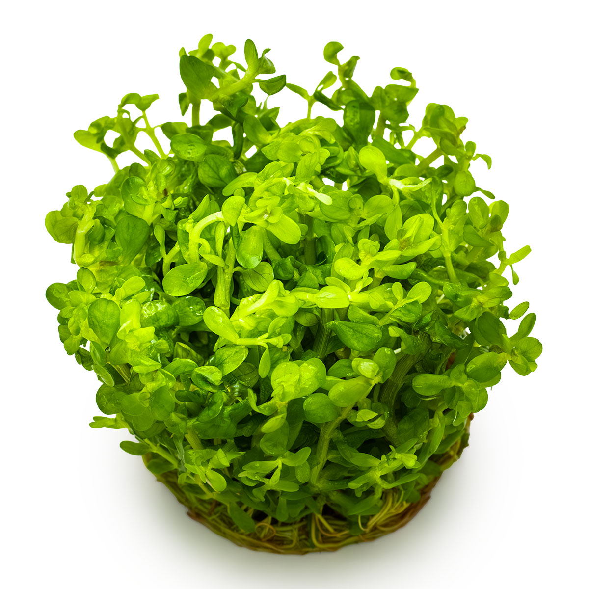 Rotala indica 'Bonsai' 1-2-Grow